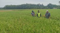 IMG-20250714-WA0070