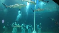 IMG-20250817-WA0264