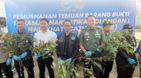 BNN-Cianjur-musnahkan-tanaman-narkotika-dengan-jenis-khat