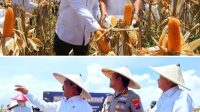 Menteri Imipas Agus Andrianto Panen 45 Ton Jagung di Sidoarjo