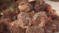 tumpukan-buah-kelapa-sawit