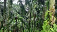 IMG-20260123-WA0017